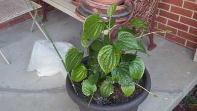 Growing black pepper at home