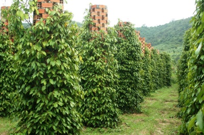 black pepper plantation