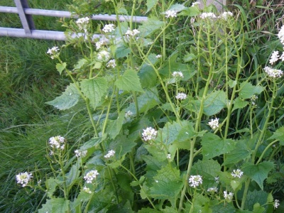 Spadeberry tõrjub välja kõik läheduses olevad taimed.