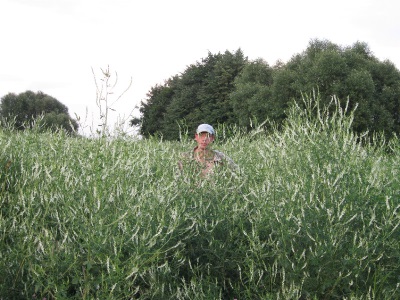 Cultivation of sweet clover