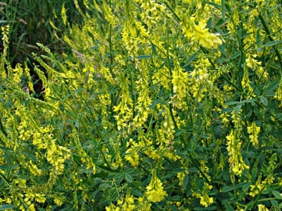 Sweet clover is not only a medicinal plant, it is also used for livestock feed and for soil restoration.
