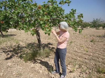 Pistachio cultivation in Turkey