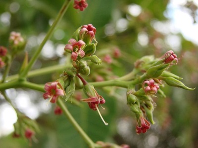 India pähkli anakardi lilled
