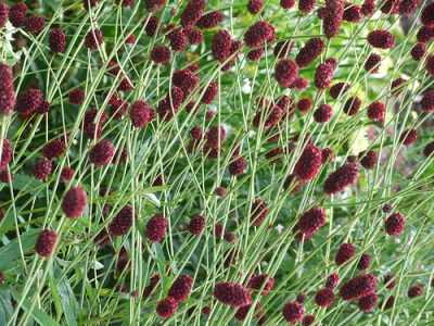 Widespread herb burnet