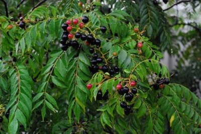 Muraya is similar to citrus fruits