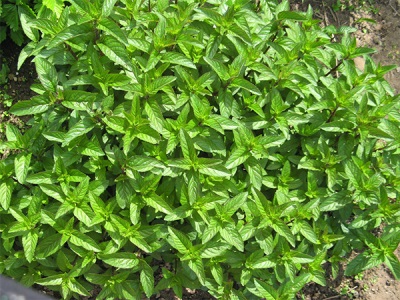 Mint bush from the garden