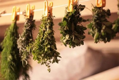 How to dry mint