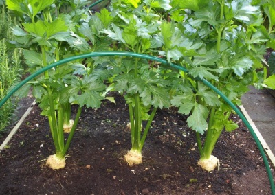 Growing celery