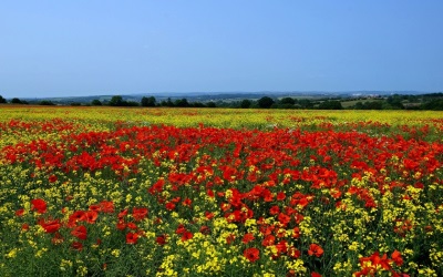 Colza and poppies on the field