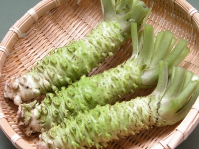 korijenje biljke wasabi