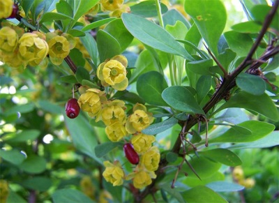 Berries and flowers of barberry