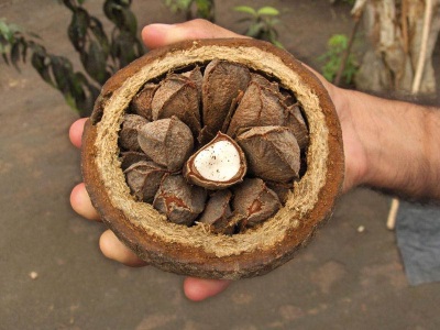 brazil tree fruits - nuts