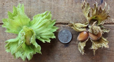 Hazel fruits are much smaller than hazelnuts