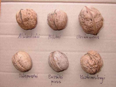 Varieties of walnuts