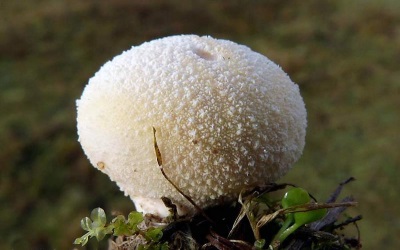 Gljiva Puffball pripada obitelji šampinjona
