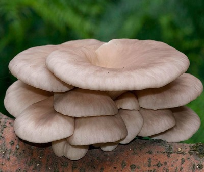 Oyster mushroom caps