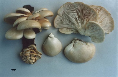 Characteristics of oyster mushrooms
