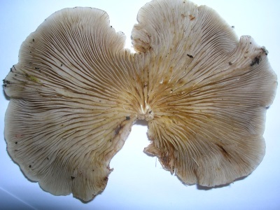 Oyster mushrooms are rich in many vitamins and various useful elements.