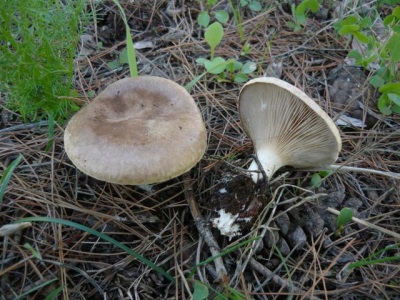 steppe oyster mushroom