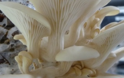 Legs of oyster mushrooms