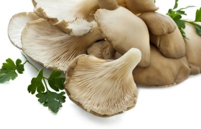 Oyster mushrooms promote the breakdown of fats
