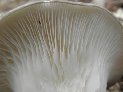 oyster mushroom pulp