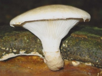 oak oyster mushroom