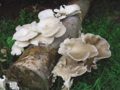 Oyster mushroom pulmonary