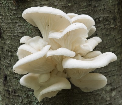 Oyster mushrooms grow on wood and are very common in Russia