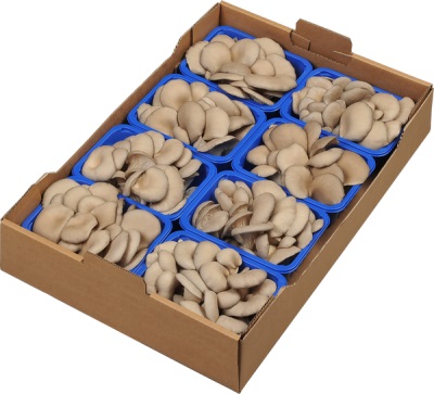 How not to make a mistake when buying oyster mushrooms