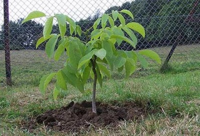 Place for planting a walnut