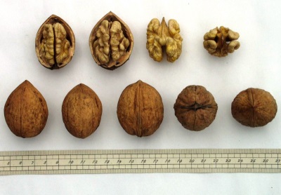Selection of walnuts for planting