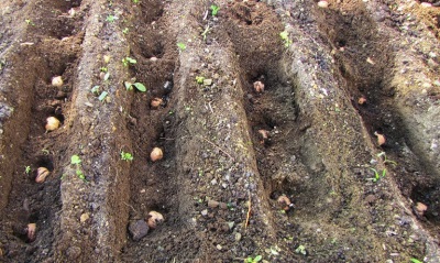 Kreeka pähkli seemnete istutamine sügisel