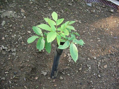 Caring for a young walnut tree