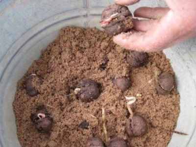 Growing walnuts at home