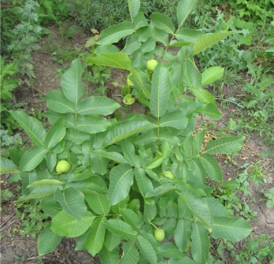 Walnut seedlings planted in the ground