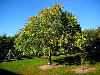 Growing a walnut tree