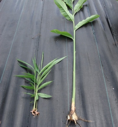 Young galangal plant with a small root