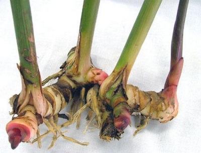 galangal root