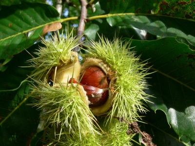 Edible chestnut