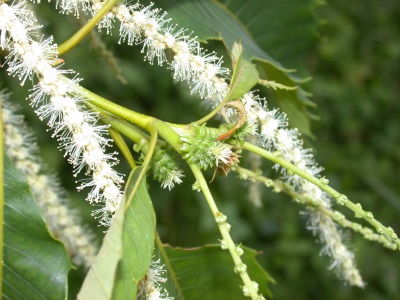 Edible chestnut flowers