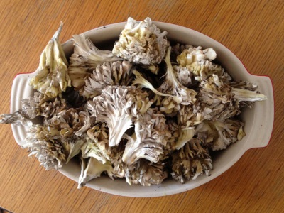 Maitake mushrooms are rich in various beneficial elements.