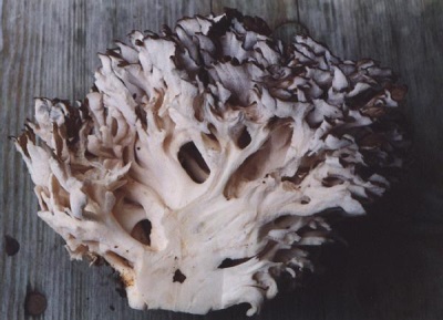 The benefits of Maitake mushroom extract for strengthening and healing the body