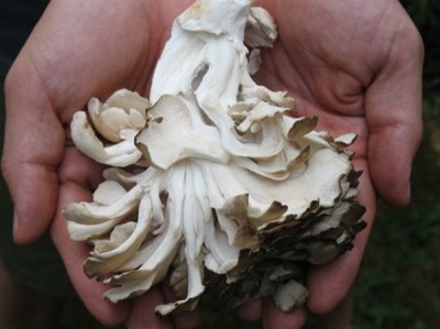 Značajke maitake gljiva