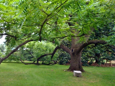 black walnut tree appearance