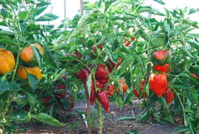 Paprika cultivation