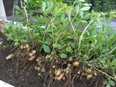Maapähklite kasvatamine peaks järgima põhireegleid