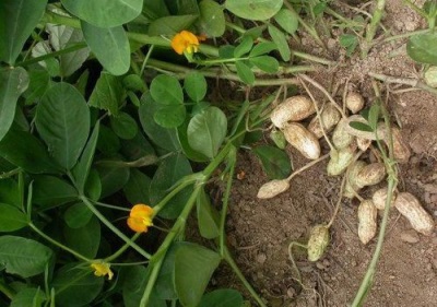 Growing peanuts in your garden is not at all difficult, you just need to know some of the nuances