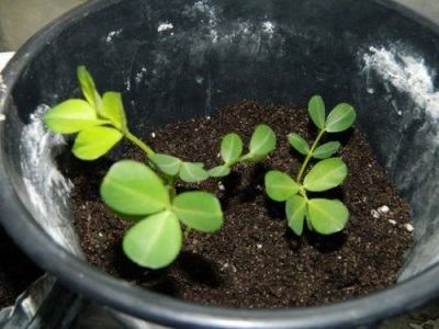 Growing peanuts at home in a pot