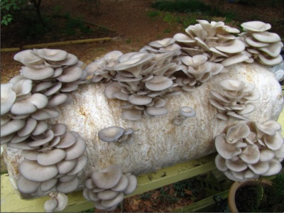 Ready-made blocks for growing oyster mushrooms